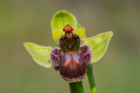 /album/foto-adriano/orchidea-ophrys-bombyliflora-jpg/